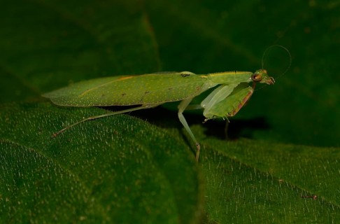 Mantis species (Platycalymma viettei)