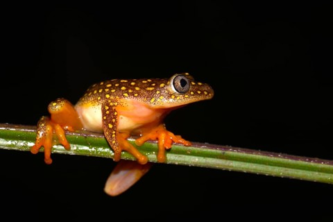 Whitebelly Reed Frog (Heterixalus alboguttatus)
