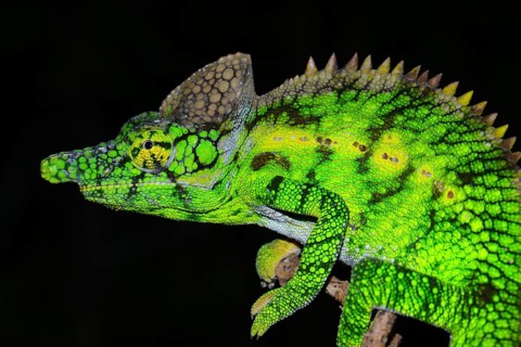 Antimena Chameleon (Furcifer antimena)
