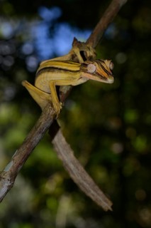 Leaf-tailed Gecko (Uroplatus lineatus)