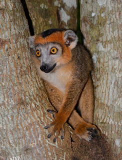 Crowned Lemur (Eulemur coronatus)