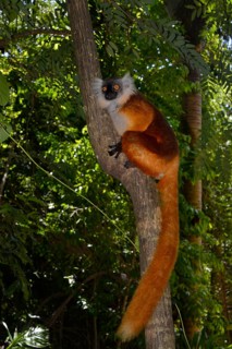 Black lemur (Eulemur macaco)