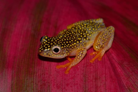 Baumsteiger Frog Art (Heterixalus Alboguttatus)