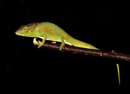 Chameleon (Calumma glawi)