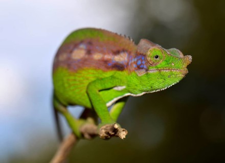 Antimena Chameleon (Furcifer antimena)