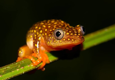 Whitebelly Reed Frog (Heterixalus alboguttatus)