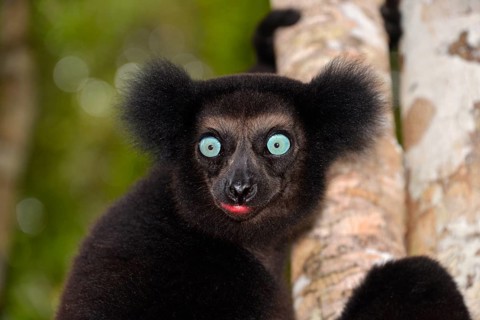 Indri (Indri indri)