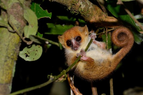 Mouse Lemur (Microcebus ssp.) in the rain forests of Andasibe