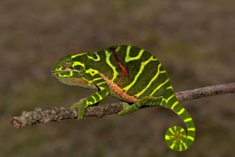 Chameleon of the newly discovered species Furcifer timoni