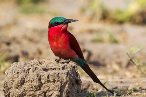 Southern Carmine Bee-Eater (Merops nubicoides)