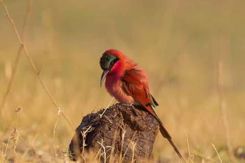 Southern Carmine Bee-Eater (Merops nubicoides)