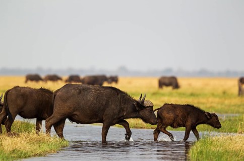 Cape Buffalo (Syncerus caffer caffer)