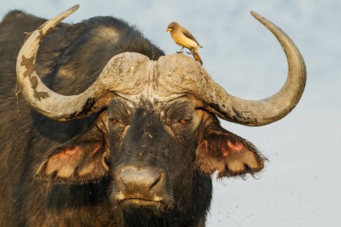 Cape Buffalo (Syncerus caffer caffer)