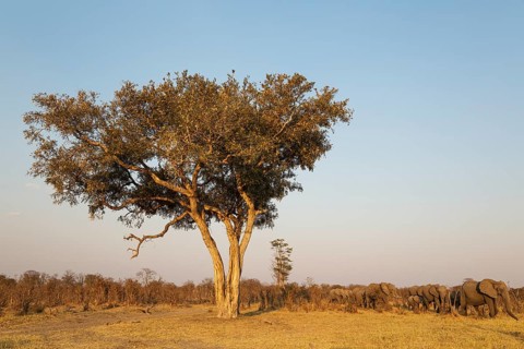 African Elephant (Loxodonta africana)