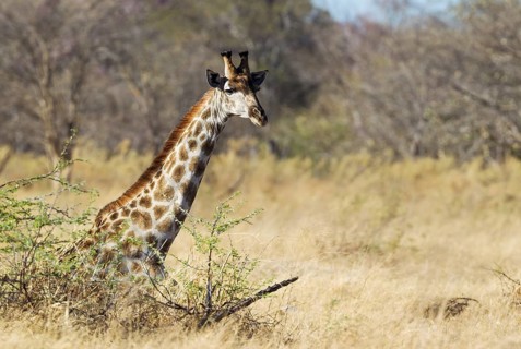 Southern Giraffe (Giraffa camelopardalis giraffa)