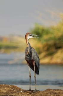 Goliath Heron (Ardea goliath)