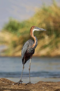 Goliath Heron (Ardea goliath)