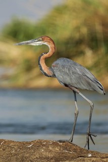 Goliath Heron (Ardea goliath)