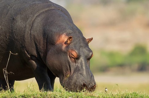Hippopotamus (Hippopotamus amphibius)