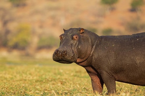 Hippopotamus (Hippopotamus amphibius)