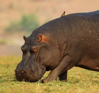 Hippopotamus (Hippopotamus amphibius)