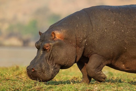 Hippopotamus (Hippopotamus amphibius)