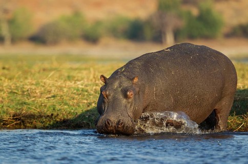 Hippopotamus (Hippopotamus amphibius)