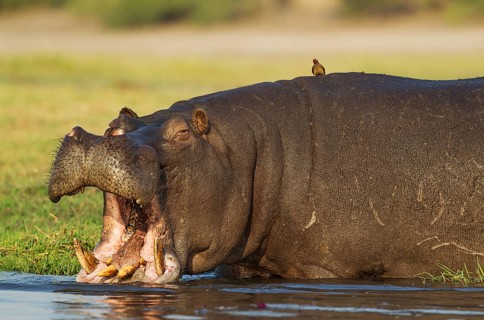 Hippopotamus (Hippopotamus amphibius)