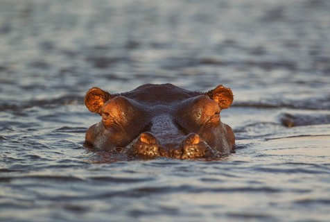 Hippopotamus (Hippopotamus amphibius) in the water