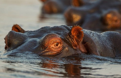 Hippopotamus (Hippopotamus amphibius) in the water