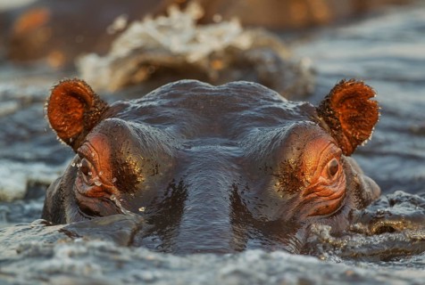 Hippopotamus (Hippopotamus amphibius) in the water