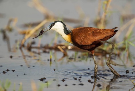 African Jacana (Actophilornis africanus)