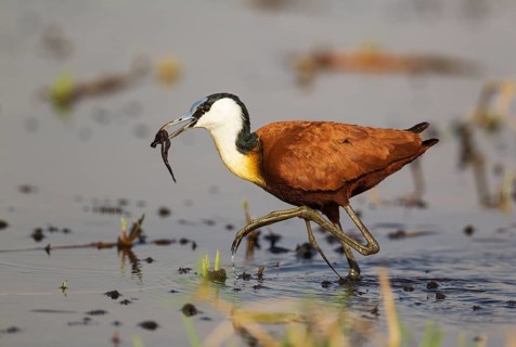 African Jacana (Actophilornis africanus)