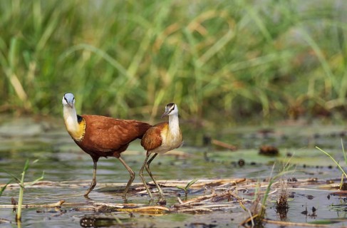 African Jacana (Actophilornis africanus)