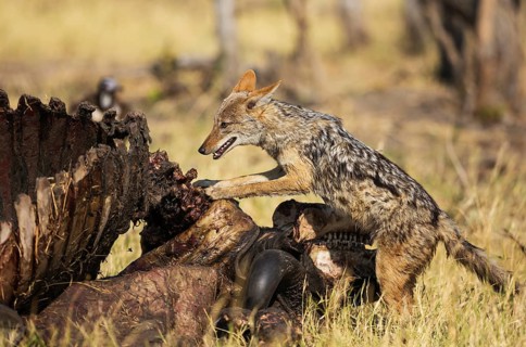 Black-backed Jackal (Canis mesomelas) at the carcass of a Cape Buffalo (Syncerus caffer caffer)