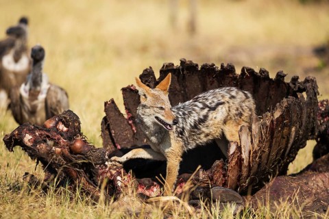 Black-backed Jackal (Canis mesomelas)