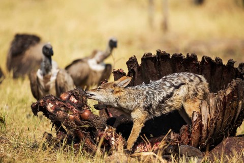 Black-backed Jackal (Canis mesomelas)