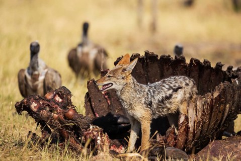 Black-backed Jackal (Canis mesomelas)