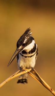 Pied Kingfisher (Ceryle rudis)