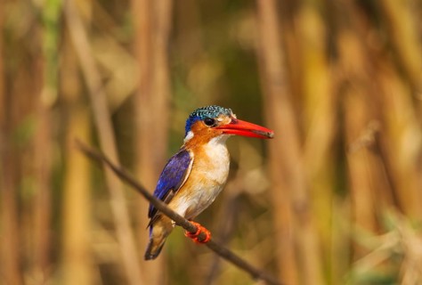 Malachite Kingfisher (Alcedo cristata)