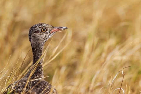 Northern Black Korhaan (Eupodotis afraoides)