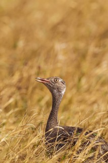 Northern Black Korhaan (Eupodotis afraoides)