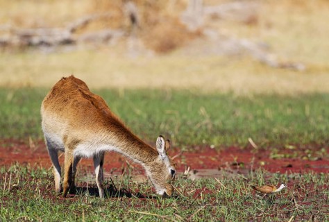Red Lechwe (Kobus leche leche)