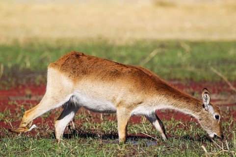 Red Lechwe (Kobus leche leche)