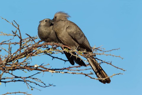 Grey Lourie or Grey Go-Away-Bird (Corythaixoides concolor)