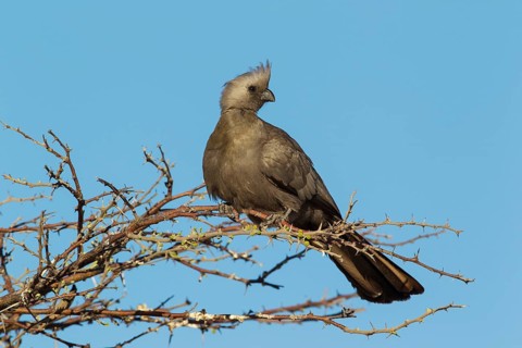 Grey Lourie or Grey Go-Away-Bird (Corythaixoides concolor)