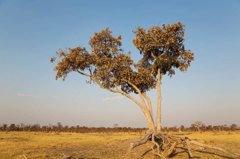 Apple-leaf tree (Lonchocarpus capassa)
