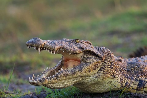 Nile Crocodile (Crocodylus niloticus)