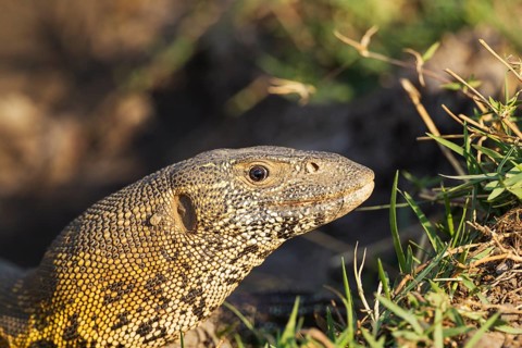 Nile Monitor (Varanus niloticus)