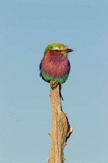 Lilac-breasted Roller (Coracias caudata)